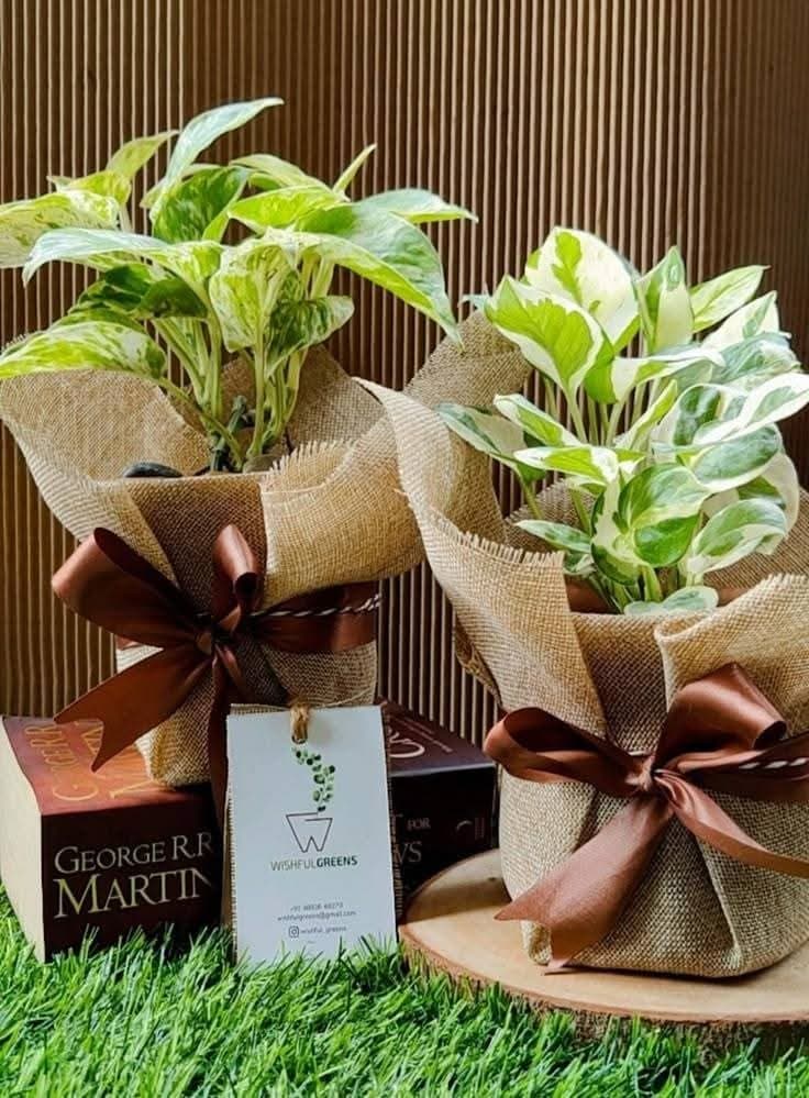 Gift Plants